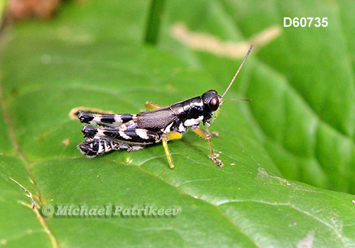 Hebard's Green-legged Grasshopper (Melanoplus eurycercus)